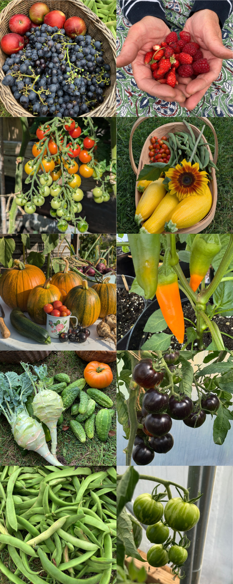 Crops grown by members; grapes, apples, raspberries, tomatoes, courgettes, pumpkins, chillis, grean beans.