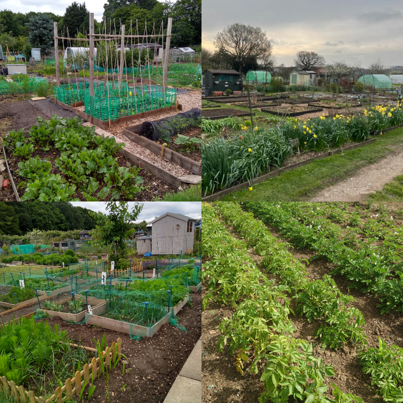 A selection of members allotments and crops.