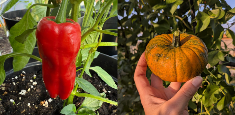 Chillis, and a mini pumpkin grown by our members.