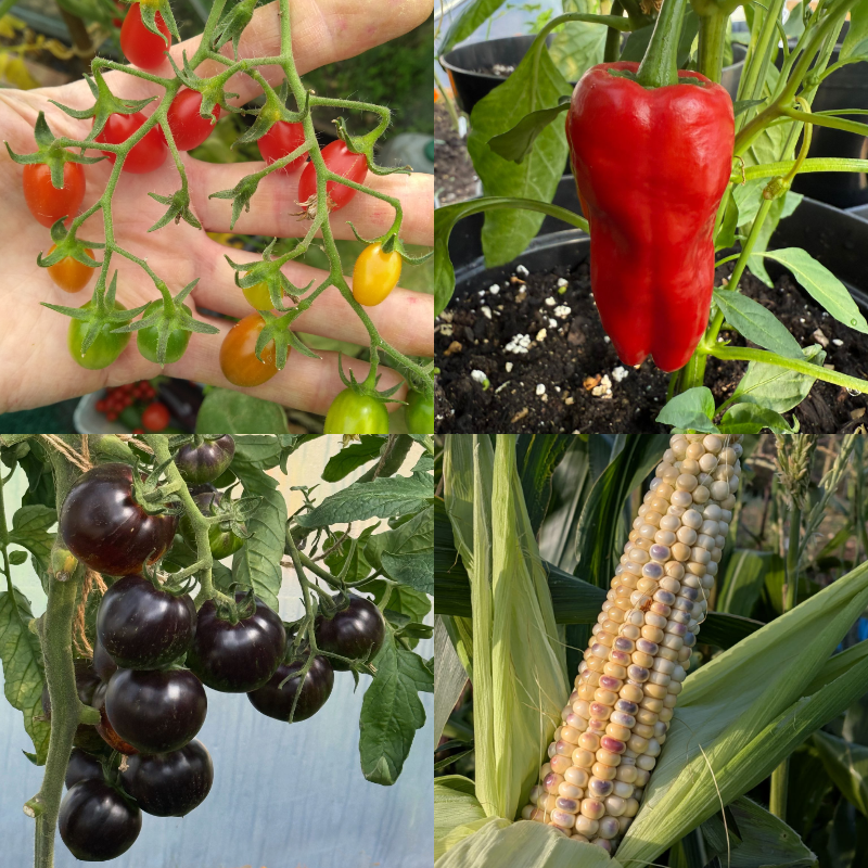 Crops grown by member, Cherry Tomatoes, Serano Tampiqueno, Queen of the Night tomatoes, SweetCorn